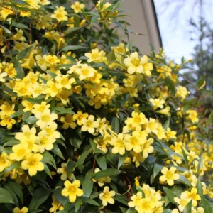 Carolina Jasmine Plant - Yellow Jasmine Vine 5-7'' Tall Flowering