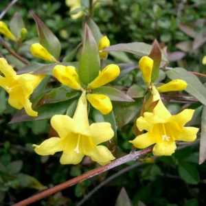 Carolina Jasmine Plant - Yellow Jasmine Vine 5-7'' Tall Flowering