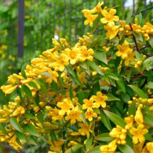 Carolina Jasmine Plant - Yellow Jasmine Vine 5-7'' Tall Flowering