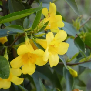 Carolina Jasmine Plant - Yellow Jasmine Vine 5-7'' Tall Flowering