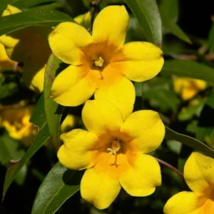 Carolina Jasmine Plant - Yellow Jasmine Vine 5-7'' Tall Flowering