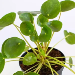 Chinese Money Tree Plant - 3 Inch Pot - Indoor Air Purifier