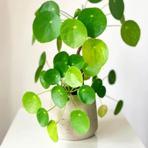 Chinese Money Tree Plant - 3 Inch Pot - Indoor Air Purifier