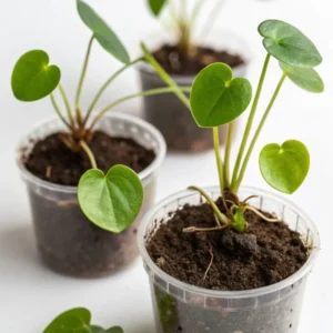 Chinese Money Tree Plant - 3 Inch Pot - Indoor Air Purifier