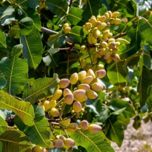 Chinese Pistache Tree 4-6 Inch Deciduous Shade Tree