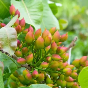 Chinese Pistache Tree 4-6 Inch Deciduous Shade Tree