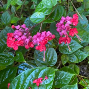 Clerodendrum Bleeding Heart Vine Set - 2 Red Purple Bell Shaped Flowers 4-6 Inch