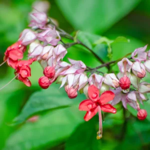 Clerodendrum Bleeding Heart Vine Set - 2 Red Purple Bell Shaped Flowers 4-6 Inch