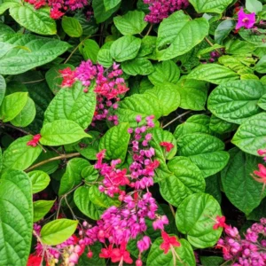 Clerodendrum Bleeding Heart Vine Set - 2 Red Purple Bell Shaped Flowers 4-6 Inch