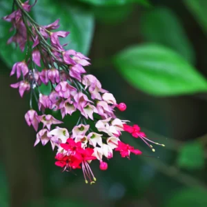 Clerodendrum Bleeding Heart Vine Set - 2 Red Purple Bell Shaped Flowers 4-6 Inch