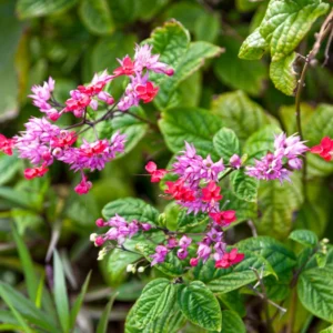 Clerodendrum Bleeding Heart Vine Set - 2 Red Purple Bell Shaped Flowers 4-6 Inch