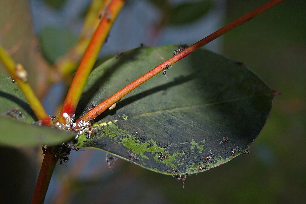Scale and sooty mold on a Eucalyptus tree