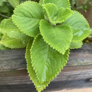 Common Oregano Plants - Live Culinary Herb - 4-6 Inch - Aromatic