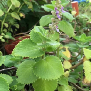 Common Oregano Plants - Live Culinary Herb - 4-6 Inch - Aromatic