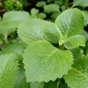 Common Oregano Plants - Live Culinary Herb - 4-6 Inch - Aromatic
