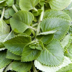 Common Oregano Plants - Live Culinary Herb - 4-6 Inch - Aromatic