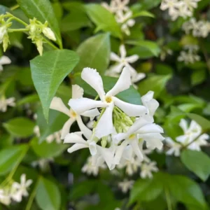 Confederate Star Jasmine Plant - 5-7 Inch Potted Vine - Fragrant Blooms