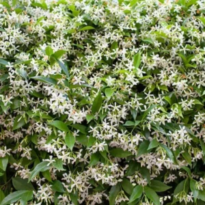 Confederate Star Jasmine Plant - 5-7 Inch Potted Vine - Fragrant Blooms