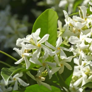 Confederate Star Jasmine Plant - 5-7 Inch Potted Vine - Fragrant Blooms