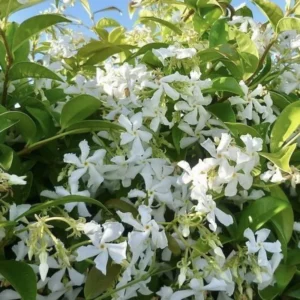 Confederate Star Jasmine Plant - 5-7 Inch Potted Vine - Fragrant Blooms