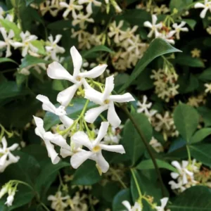 Confederate Star Jasmine Plant - 5-7 Inch Potted Vine - Fragrant Blooms