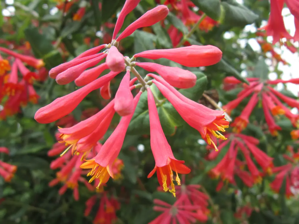 Coral Honeysuckle (Lonicera sempervirens)