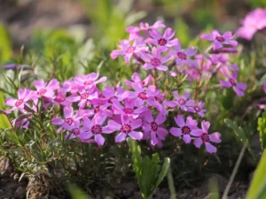 Creeping Phlox in summer