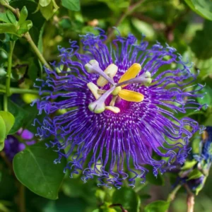 Dark Purple Passion Flower Plant - 5-7'' Tall - Exotic Vine