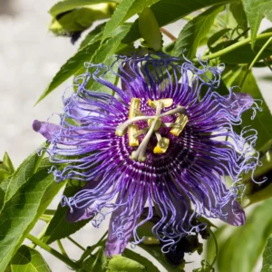 Dark Purple Passion Flower Plant - 5-7'' Tall - Exotic Vine