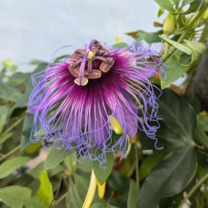 Dark Purple Passion Flower Plant - 5-7'' Tall - Exotic Vine