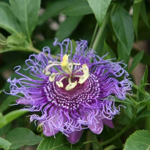 Dark Purple Passion Flower Plant - 5-7'' Tall - Exotic Vine