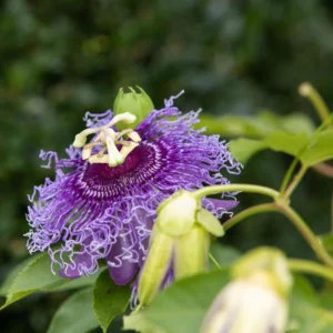 Dark Purple Passion Flower Plant - 5-7'' Tall - Exotic Vine