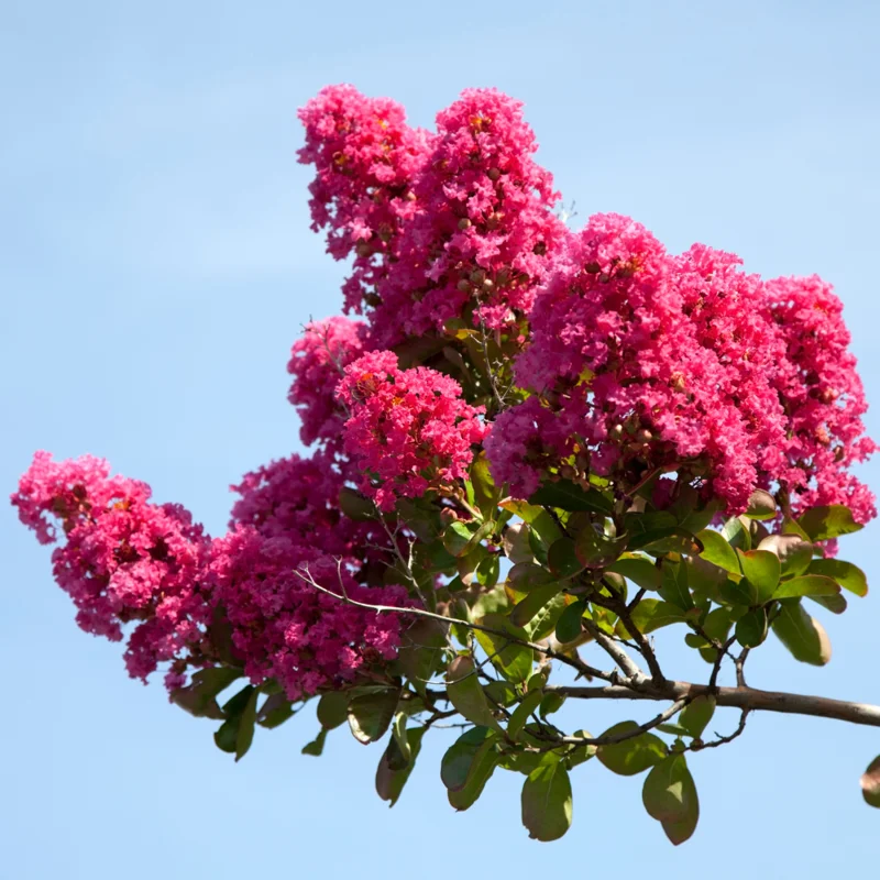 Dwarf Pink Crepe Myrtle Live Plants - 2.5-inch Pot - Ornamental Tree