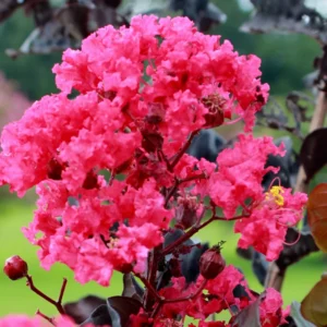 Dwarf Pink Crepe Myrtle Live Plants - 2.5-inch Pot - Ornamental Tree