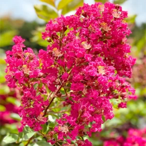 Dwarf Pink Crepe Myrtle Live Plants - 2.5-inch Pot - Ornamental Tree