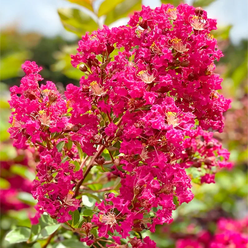 Dwarf Pink Crepe Myrtle Live Plants - 2.5-inch Pot - Ornamental Tree
