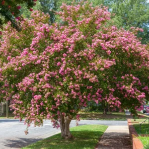 Dwarf Pink Crepe Myrtle Live Plants - 2.5-inch Pot - Ornamental Tree