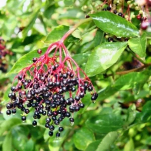 Elderberry Plants Live - 2 Sweet Elderberry Bushes - 6-8 Inches Tall