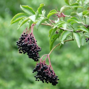 Elderberry Plants Live - 2 Sweet Elderberry Bushes - 6-8 Inches Tall