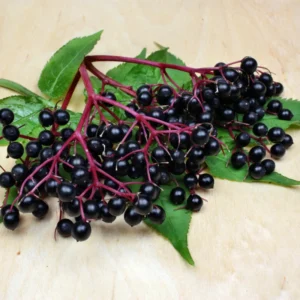 Elderberry Plants Live - 2 Sweet Elderberry Bushes - 6-8 Inches Tall