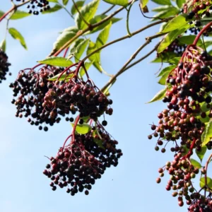 Elderberry Plants Live - 2 Sweet Elderberry Bushes - 6-8 Inches Tall