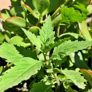 Epazote Herb Plant 8-10 Inch Fresh Culinary Herb