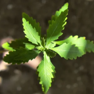 Epazote Herb Plant 8-10 Inch Fresh Culinary Herb