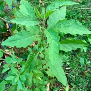 Epazote Herb Plant 8-10 Inch Fresh Culinary Herb