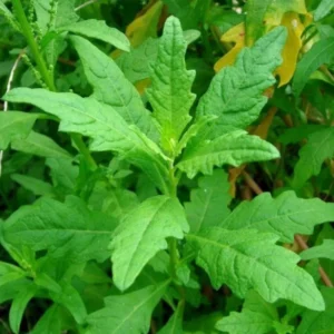 Epazote Herb Plant 8-10 Inch Fresh Culinary Herb