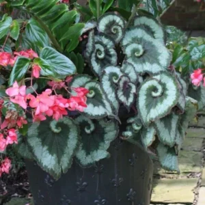 Escargot Begonia Plant - Indoor Houseplant - 4-7'' Tall - Unique Foliage