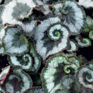 Escargot Begonia Plant - Indoor Houseplant - 4-7'' Tall - Unique Foliage