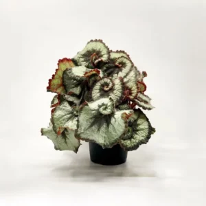 Escargot Begonia Plant - Indoor Houseplant - 4-7'' Tall - Unique Foliage