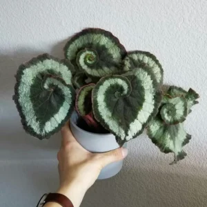 Escargot Begonia Plant - Indoor Houseplant - 4-7'' Tall - Unique Foliage