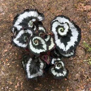 Escargot Begonia Plant - Indoor Houseplant - 4-7'' Tall - Unique Foliage